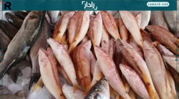 أسعار السمك في القليوبية اليوم: البلطى يبدأ من 75 جنيهاً